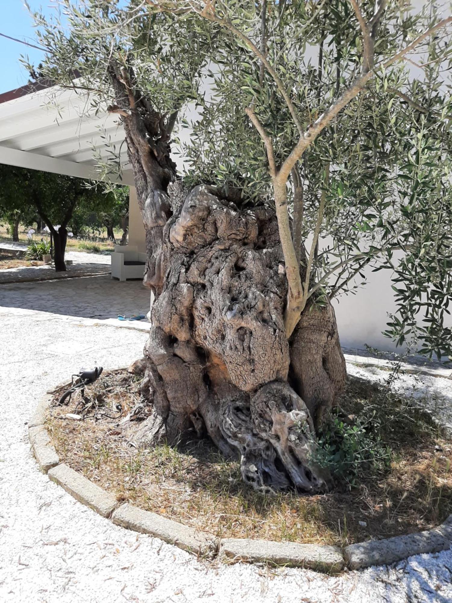 Tenuta Pizzi San Pietro Vernotico Zewnętrze zdjęcie
